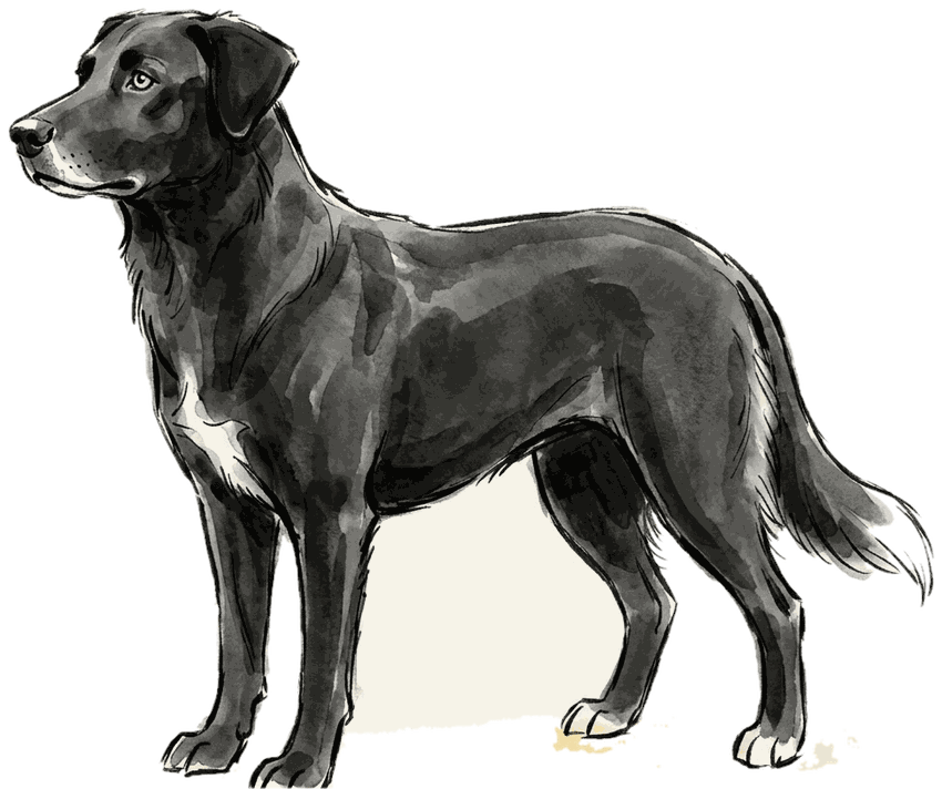 Kip, a wise black dog.