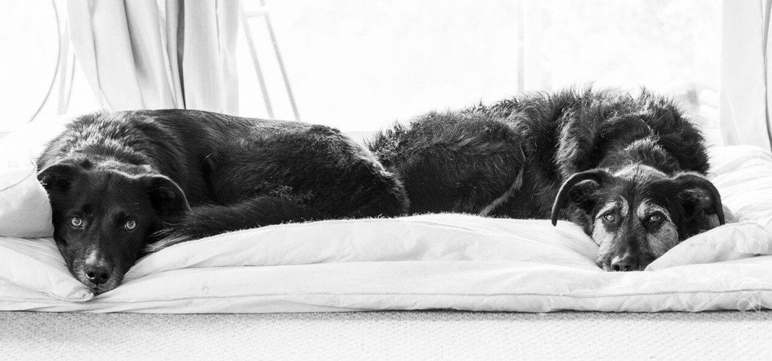 A black-and-white photograph of the real Kip and Kai lying together by a window.
